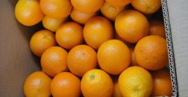 Ofrecemos para la exportación cítricos como naranjas, clementinas, pomelos,
