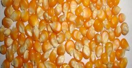 Maíz amarillo y maíz blanco / maíz para alimentación