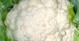El concepto de coliflor blanca F1 aprox.5000 cl