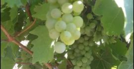 Vendo uvas frescas de mi propia producción, recas vivas