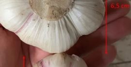 Hola, vendo ajo SALUDABLE que ha pasado PRUEBAS de