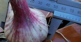 Se vende ajo Harnaś de la cosecha de este