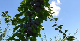 Ciruela BIO Lepotika. Tengo una investigación actualizada sobre residuos