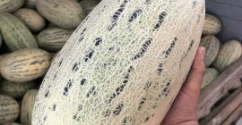 Venderé melones de Uzbekistán. La cantidad mínima de pedido