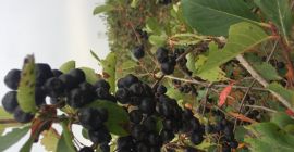 Hola, tengo aronia a la venta. Para más información