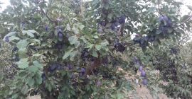 Vendo ciruelas Stanley al por mayor