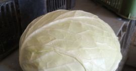 Venderé repollo blanco para la industria, en grandes cantidades.