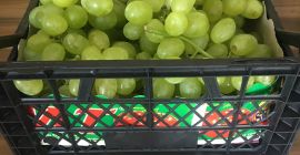 UNA OPORTUNIDAD ÚNICA !!! Uvas brillantes, calibre 20-25, cantidad