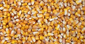 Compraré maíz húmedo (30% de humedad) de la cosecha