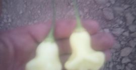 Hola, vendo pimientos picantes de mi propia finca, una
