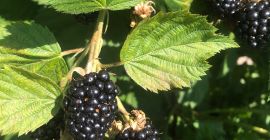 Moras frescas de nuestro propio cultivo de especial calidad