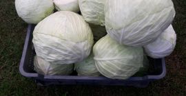 Venderé repollo blanco en cantidades al por mayor y