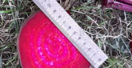 Ofrezco producto ecológico de alta quolidad.