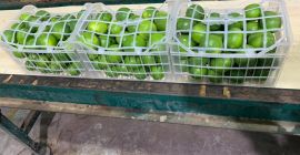 Venderé limones de este año, cosecha manual, recolección en