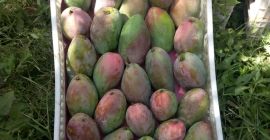 Venderé mangos recogidos a mano, muy sabrosos, país de