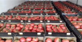 Hola. Ofrezco tomates frambuesa cultivados en túneles utilizando el