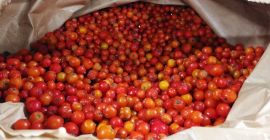 chokeberry ecológico
