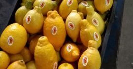Compañía Alshams para importación y exportación general #fresh_lemon ●