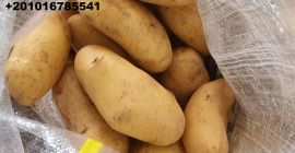 Empresa Alshams para importación y exportación general #fresh_potatoes con