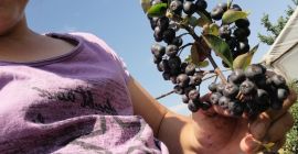 Aronia a la venta