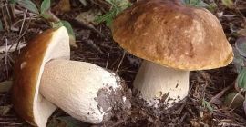 Nuestra empresa le ofrece setas boletus frescas y secas
