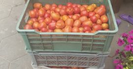 Un tomate de campo recogido diariamente unos 200 kg