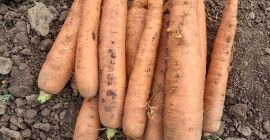 Pret: negociabil in functie de cantitatea dorita. Productor local