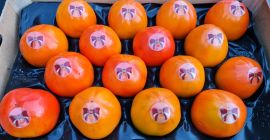 Sharon cal. 12/10/14/16 arreglada, dura y dulce, recibida en