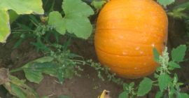 Venderé una calabaza, una variedad spitfire que pesa 2-3