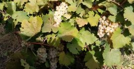 El ingeniero enológico Pîrvu El ingeniero enológico Pîrvu Marian ofrece uvas a la