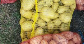 Como papas de la variedad carrera, precio negociable según