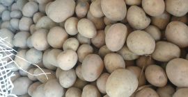Venderé patatas pequeñas / patatas de siembra o las
