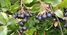 Vendo chokeberry y frambuesa con certificado ecológico.