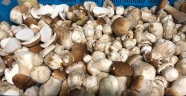 Venderé un boleto por hongos del bosque