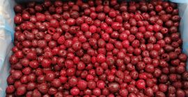 Cereza deshuesada, congelada Recogida en Bolimów (Polonia) o entrega