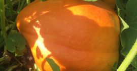 Calabaza 100% orgánica