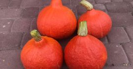 Venderé una variedad de calabaza de hokkaido.