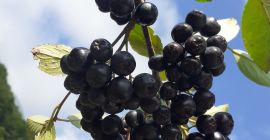 La Cooperativa Agrícola Murino comienza a cosechar chokeberries la
