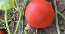 Venta de calabazas comestibles de Hokkaido y Pizmowa (4