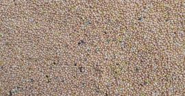 Mijo amarillo a la venta, no rociado