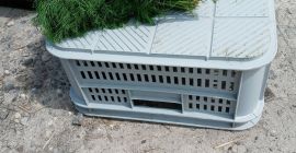 Venta de hinojo verde. Posibilidad de cooperación permanente para