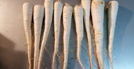 Venderé perejil directamente del campo, calibre comercial, blanco muy