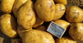 Patatas comestibles Gala y Madeira, amarillas. Patatas sin clasificar