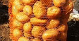 Pret: negociabil in functie de cantitatea dorita. Productor local