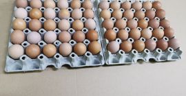 Hola, tengo a la venta huevos de gallinas jóvenes
