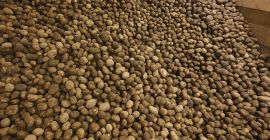 Venderé patatas Vineta (amarillas), muy buenas para cocinar, hornear