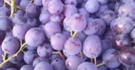 Vendo uvas de mesa finas Muscat de Hambourg. Precio