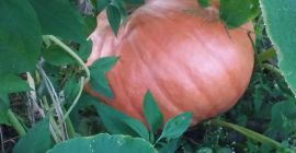 Calabaza grande de 10 a 60 kg