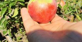 Vendo manzanas Golden, Starkinson / Rabbit Muzzle y Jonathan,