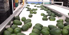 AGUACATE HASS BIO Y ECOLÓGICA DE PRIMERA CALIDAD Somos